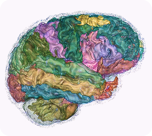 brain3d